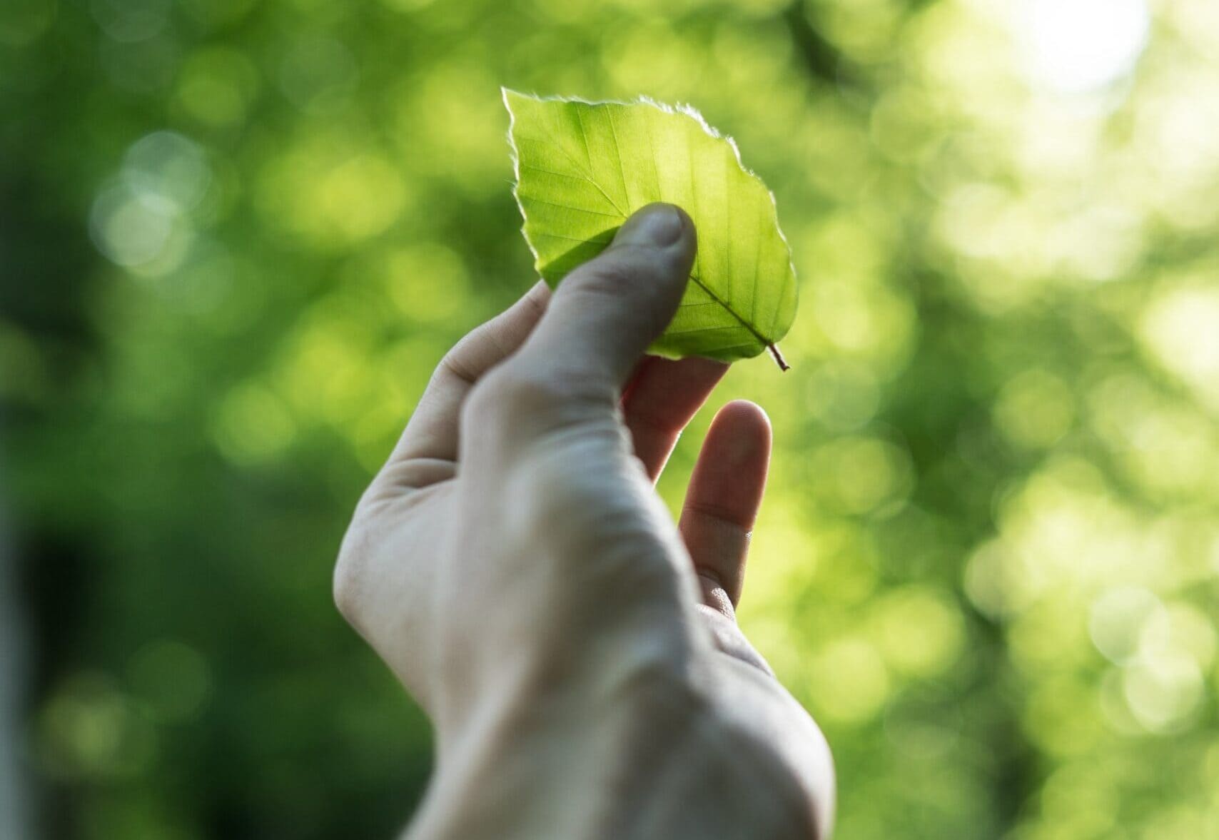 Sustainability Green Leaf